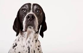 Check spelling or type a new query. Pointer Dog Breed Information And Pictures Lovetoknow