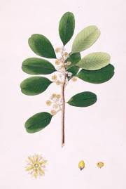 Image result for Mimusops afra