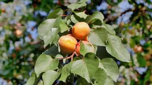 Arbre Fruitier Cerisier Pommier Framboisier Poirier Figuier Cote Maison
