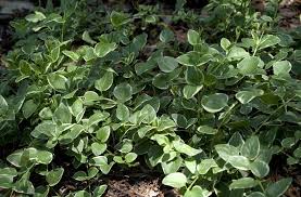 Image result for Vinca major