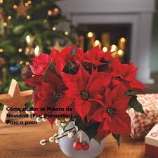 La semana pasada publicamos el sorteo de navidad de la floristería quedeflores.com de una cesta con 2 flores de pascua para celebrar la navidad con todos nuestros amigos y amigas. Como Cuidar La Planta De Navidad Flor De Pascua Poinsettia Paso A Paso Bricolaje10 Com