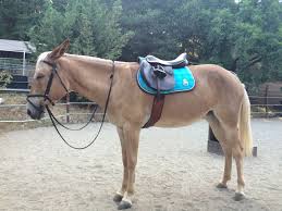 Based on your individual biometrics and riding position, we calculate your sit bone measurement and match it to our. Product Review Total Saddle Fit Stretchtec Shoulder Relief Girth Diy Horse Ownership