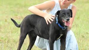 Mar 09, 2021 · exercises to build trust with your dog 1. 4 Ways To Gain A Dog S Trust Wikihow Pet