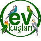 muhabbet kusu kac gunde bir yumurtlar muhabbet kusu kac tane yumurtlar youtube muhabbet kuslari kusu yumurta