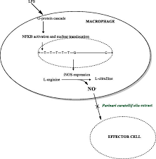Image result for Psorospermum baumii