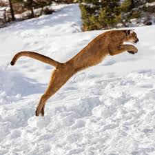 Jun 02, 2020 · cougars, mountain lions or pumas ( puma concolor) are fast and powerful cats. Frank Worthley Ctvrty Pravda Puma Jump Knihkupectvi Volny Tapani