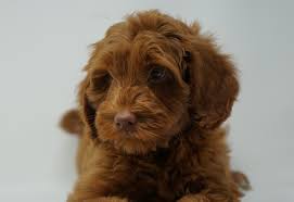 Premier southeast chocolate labradoodle breeders Courtlands Autralian Labradoodles Labradoodles South Wales