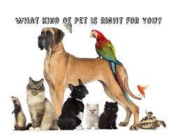 Quizzes › book › the perfect pet. What Kind Of Pet Is Right For You Quiz Zimbio