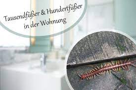 Schon einige wenige tiere können schnell zu einer plage werden. Hundertfusser Oder Tausendfusser In Der Wohnung Was Tun