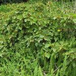 Image result for Clappertonia polyandra