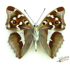 Image result for Apatura iris