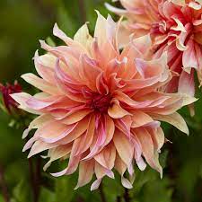 We did not find results for: Labyrinth Dinnerplate Dahlia High Country Gardens