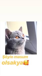 Asya Eylem Adli Kullanicinin Canlarrr Panosundaki Pin 2020