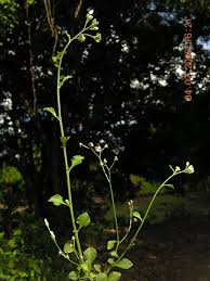 Image result for Vernonia cinerea