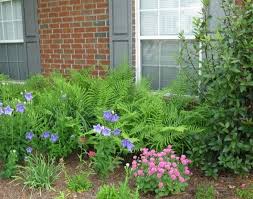 Morning Shade Afternoon Sun Not A Problem Outdoor Gardens Balloon Flowers Plants