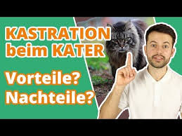 Meist wird die operation von katern gut vertragen. Kastration Kater Warum Du Deinen Kater Kastrieren Solltest Youtube