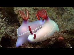 Part 19 Of My Documentary Mucky Secrets About The Marine Life Of The Lembeh Strait In This Episode I Look At How Sea Slugs Feed And Mat Sea Slug Slugs Sea