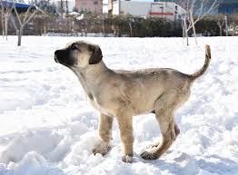 Sivas kangal köpekler çocuklarla çok iyi anlaşırlar, bu sebeple çocuklu aileler için çok. Der Kangal Im Rasseportrait Alles Uber Den Anatolischen Hirtenhund