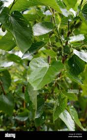 Image result for Moraceae