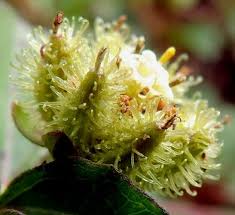 Image result for Acanthospermum australe