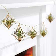 5 hanging airplants luftpflanzen schlafzimmer pflanzen outdoor wall planter boxes