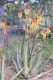 Image result for Aloe cryptopoda