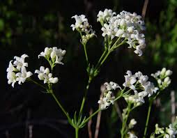 Image result for Galium chloroionanthum