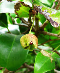 Resultado de imagen de peralillo canario
