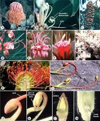 Image result for Usteria guineensis