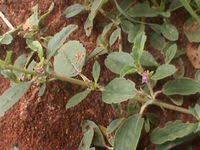 Image result for Zaleya