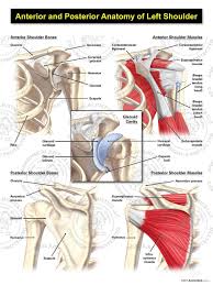 Deltoid (anterior fibers), pectoralis major (clavicular fibers), coracobrachialis, biceps. Anterior And Posterior Anatomy Of The Left Shoulder Anatomical Justice