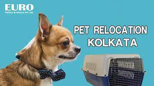 Maybe you would like to learn more about one of these? Pet Transportation Services In Kolkata Pet Relocation Services