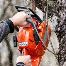 Maybe you would like to learn more about one of these? Tree Trimming Wellesley Ma Tree Service Removal