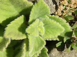 Image result for Coleus maculosus