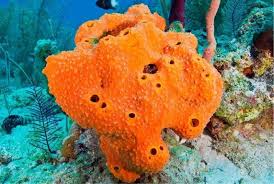Ekosistem laut dalam merupakan ekosistem yang terletak berada di kedalaman yang lebih dari jarak 2000 m pada permukaan laut. 10 Fakta Luar Biasa Tentang Kehidupan Hewan Bawah Laut Mencengangkan