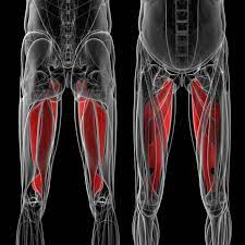 Typically, groin strains occur in the muscles of the. Groin Strain Lucas Massage Therapy
