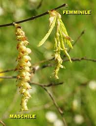 Servono per attirare le mosche per l'impollinazione. Famiglia Delle Corylaceae Gruppi Di Cammino Di Bollate