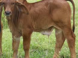 Brahman Cows For Sale Myads Africa