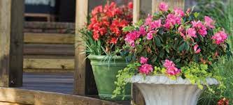 Your Porch Is A Canvas Garden Design With Azalea Containers Patio Plants Azaleas Garden Container Gardening