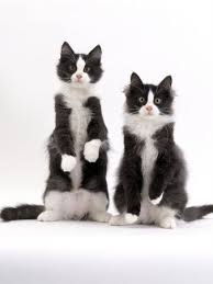 Black And White Tuxedo Cats Love Tuxedos Especially When They Sit Up On Their Hind Legs I Really Want This As A Charrie Little Tux Maine Coin 3 Pretty Cats Cute Cats White Cats