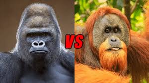 We did not find results for: Gorilla Vs Orangutan Who Would Win Animals Comparison