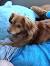 Red Long Haired Chiweenie