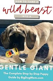 raising a mastiff puppy into a gentle giant is not easy but it is possible from potty training to feeding this complete stepbystep guide to raising a large or