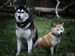 Siberian Husky And Shiba Inu Google Search Siberian Cat Wild Dogs Siberian Husky