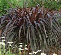 Fountain grass 'hameln', foxtail grass 'hameln', chinese fountain grass 'hameln'. Princess Caroline Purple Fountain Grass Pennisetum 1 Gallon Ornamental Grass Annual Bedding Pennisetum Fountain Grasses Gardener Direct
