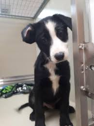 Dogs For Adoption Near Calgary Ab Petfinder In 2020 Pet Adoption Pictures Dog Adoption Pet Adoption Center