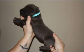 Great danes are large, imposing dogs that are one of the tallest dog breeds, second only to the irish wolfhound.1 x research source great danes were originally bred from mastiffs and greyhounds to hunt wild boar, but now their calm and affectionate personalities have earned them the nickname. Ckc Euro Great Dane Puppies For Sale In Fayetteville North Carolina Classified Americanlisted Com