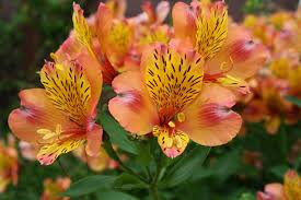 While fertilizer is often referred to as plant. Everything You Need To Know About The Alstroemeria Cade Street Nursery