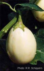 Image result for Solanum aethiopicum