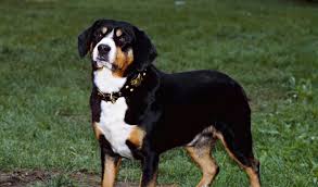 Greater swiss mountain dogs are intelligent and headstrong, making them a bit difficult to train. Entlebucher Mountain Dog Breed Information